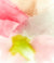 The K-Beauty Must-Haves PIM